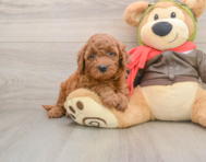 6 week old Mini Goldendoodle Puppy For Sale - Florida Fur Babies