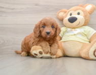 5 week old Mini Goldendoodle Puppy For Sale - Florida Fur Babies