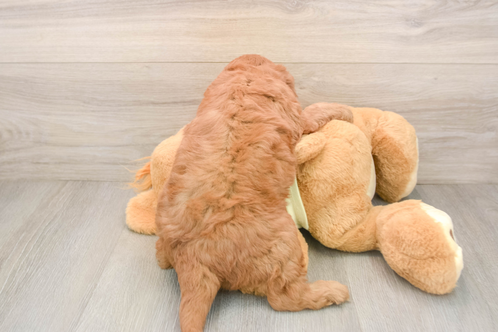 Sweet Mini Goldendoodle Baby