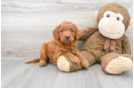 Meet Adora - our Mini Goldendoodle Puppy Photo 1/3 - Florida Fur Babies