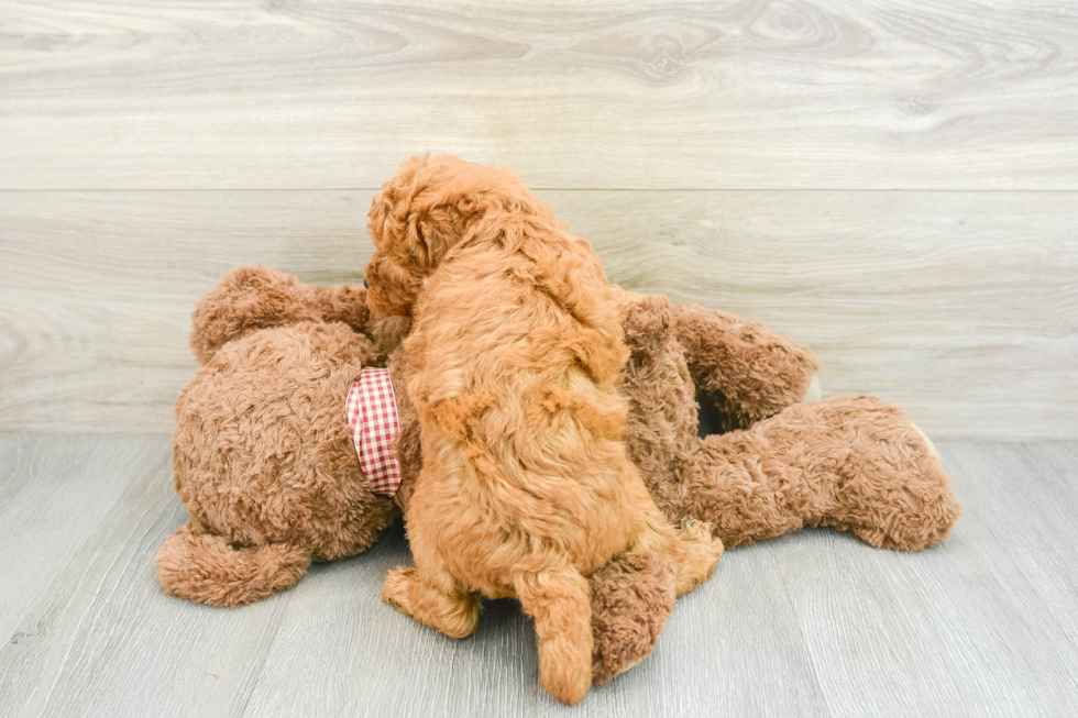 Mini Goldendoodle Puppy for Adoption