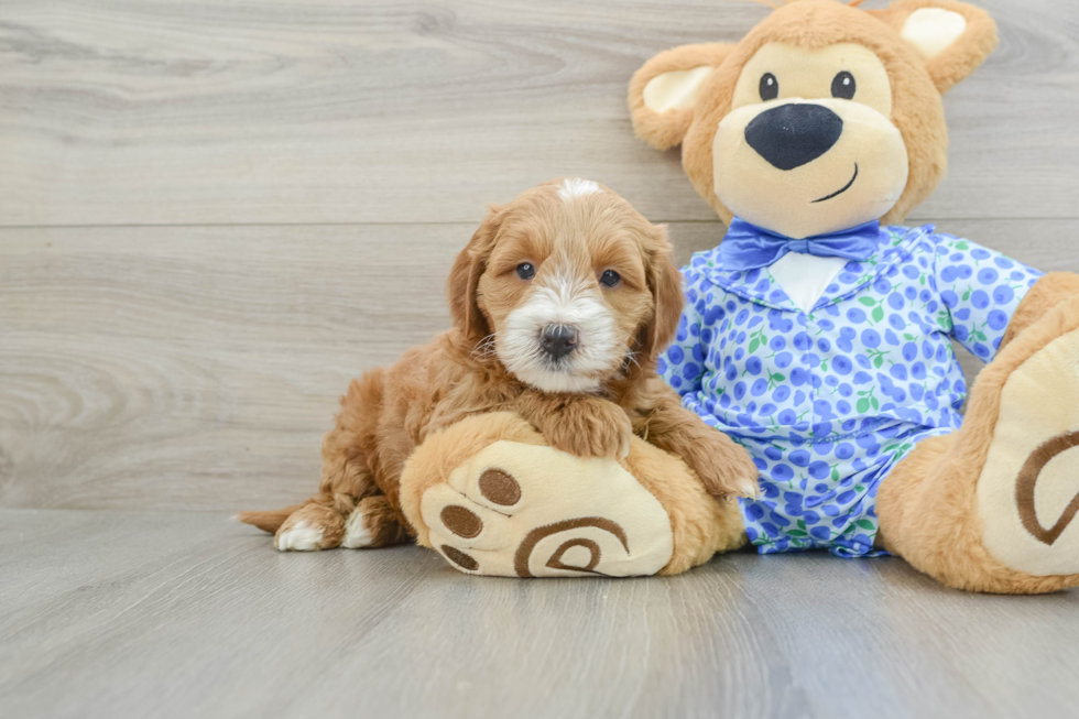 Best Mini Goldendoodle Baby