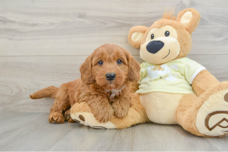 Sweet Mini Goldendoodle Baby