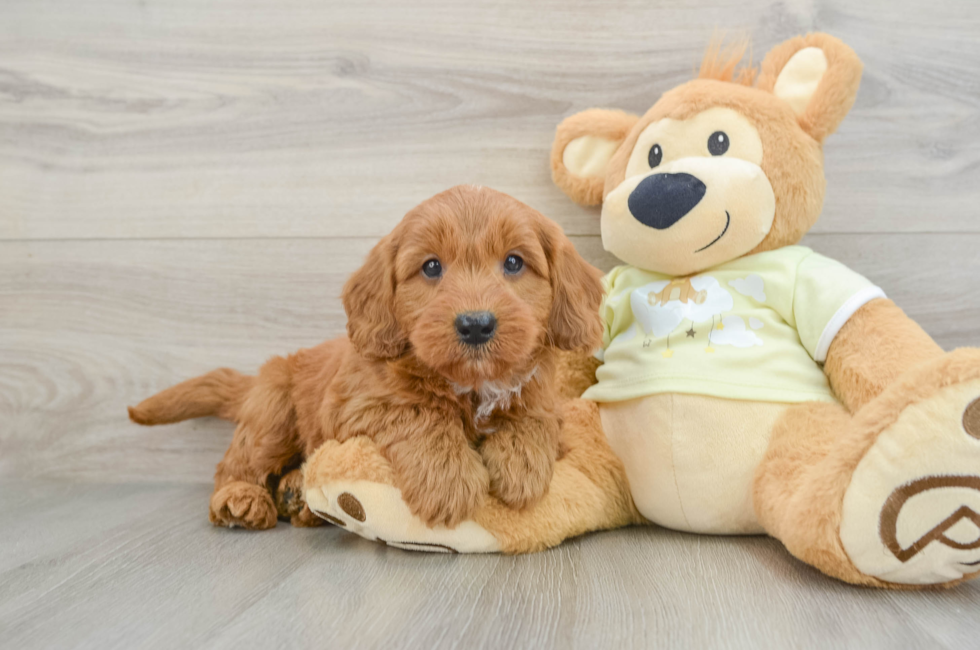 7 week old Mini Goldendoodle Puppy For Sale - Florida Fur Babies
