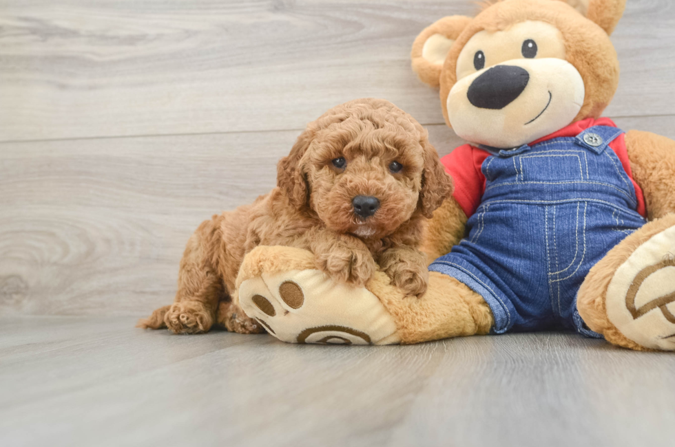 5 week old Mini Goldendoodle Puppy For Sale - Florida Fur Babies
