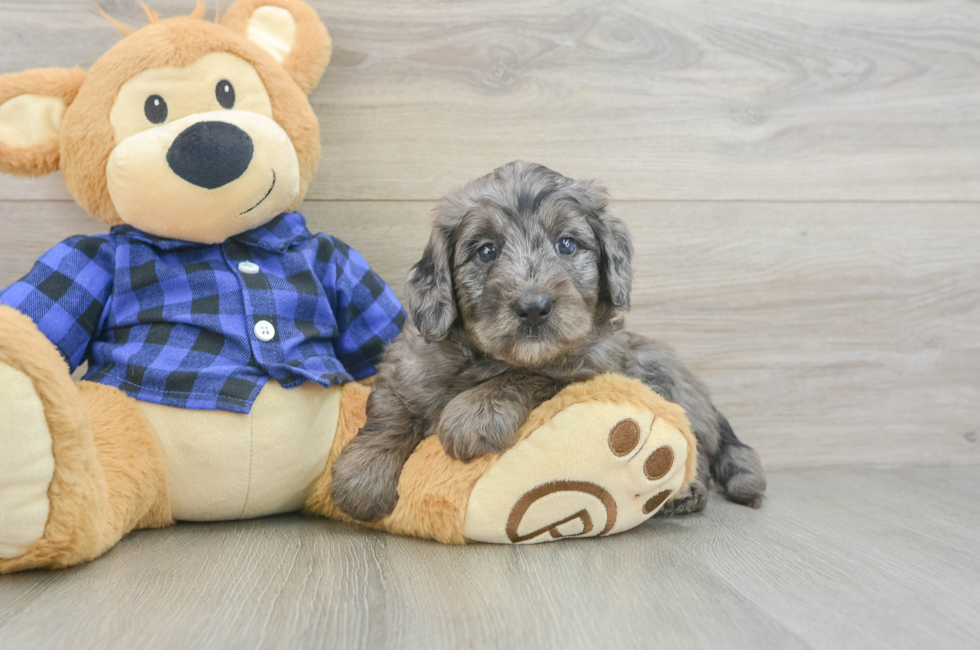 5 week old Mini Goldendoodle Puppy For Sale - Florida Fur Babies
