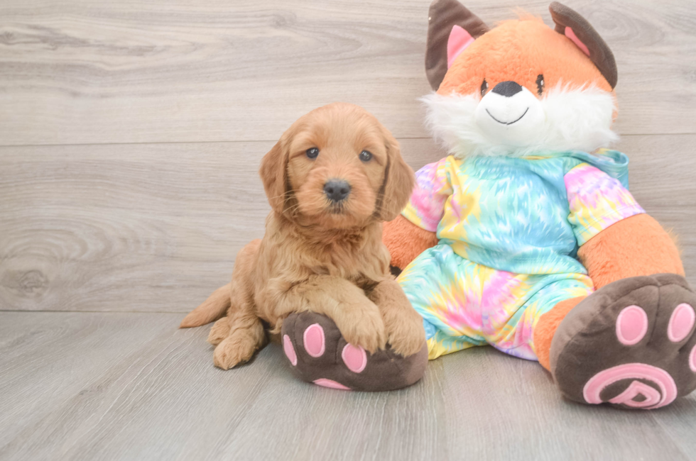5 week old Mini Goldendoodle Puppy For Sale - Florida Fur Babies