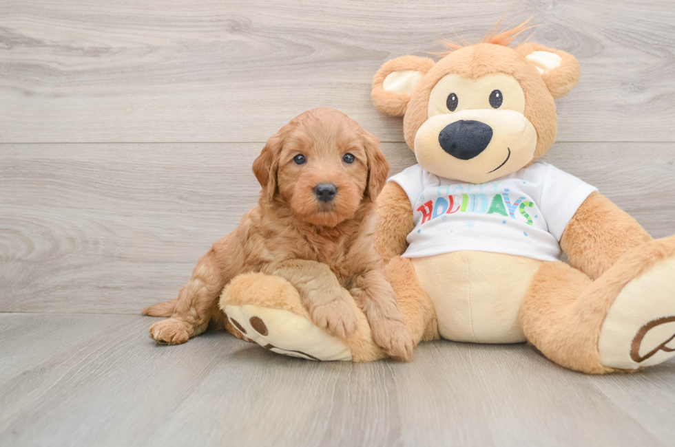 5 week old Mini Goldendoodle Puppy For Sale - Florida Fur Babies