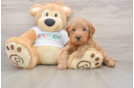 Smart Mini Goldendoodle Poodle Mix Pup