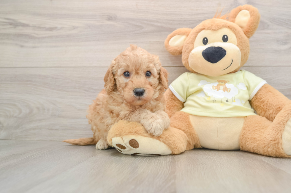 Mini Goldendoodle Pup Being Cute