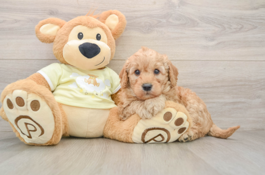 Mini Goldendoodle Puppy for Adoption