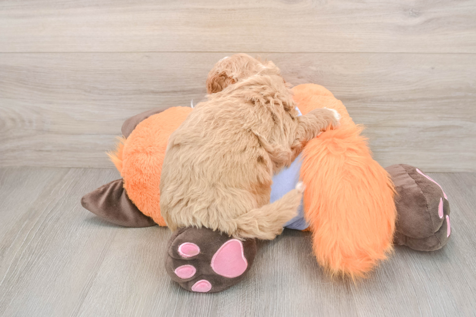 Mini Goldendoodle Puppy for Adoption