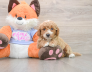 5 week old Mini Goldendoodle Puppy For Sale - Florida Fur Babies