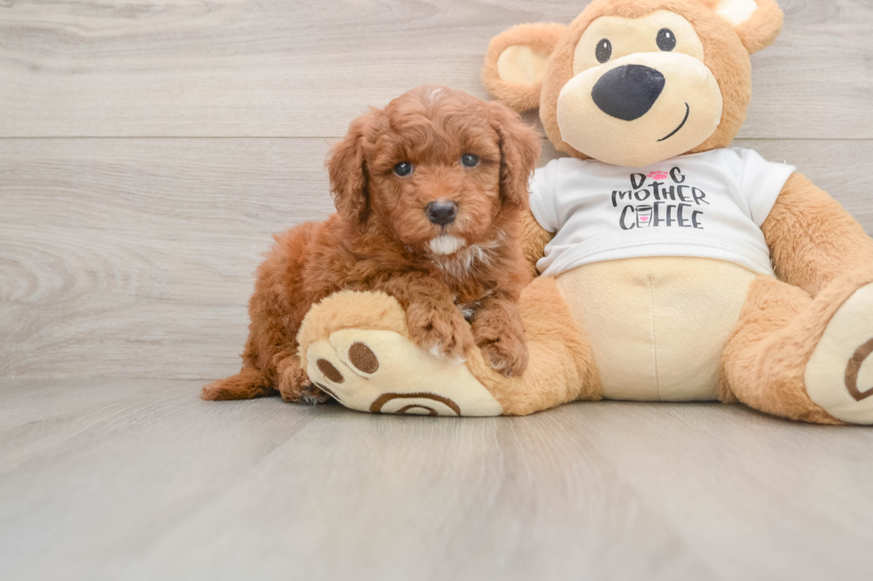 Best Mini Goldendoodle Baby