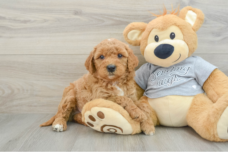 Energetic Golden Doodle Poodle Mix Puppy