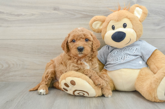 Energetic Golden Doodle Poodle Mix Puppy