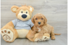 Best Mini Goldendoodle Baby