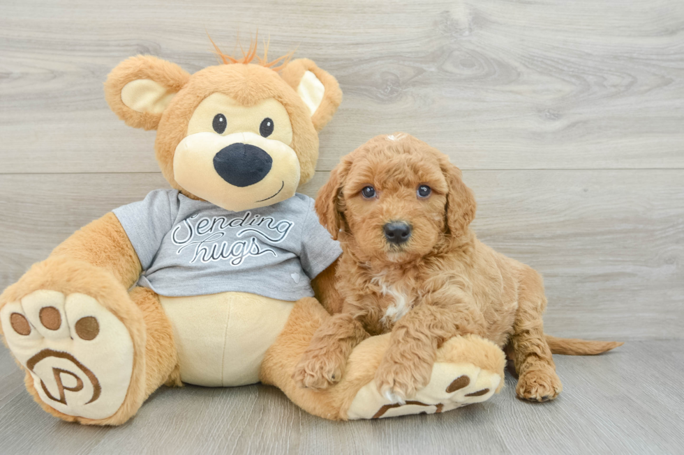 Best Mini Goldendoodle Baby