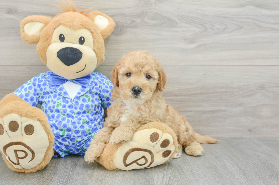 5 week old Mini Goldendoodle Puppy For Sale - Florida Fur Babies