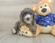 8 week old Mini Goldendoodle Puppy For Sale - Florida Fur Babies