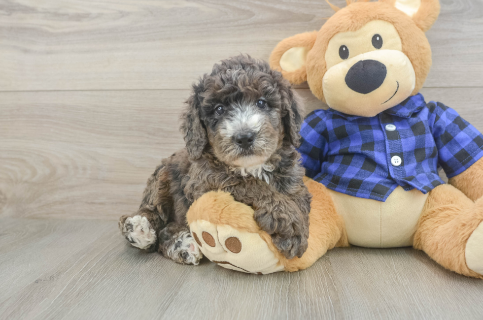5 week old Mini Goldendoodle Puppy For Sale - Florida Fur Babies