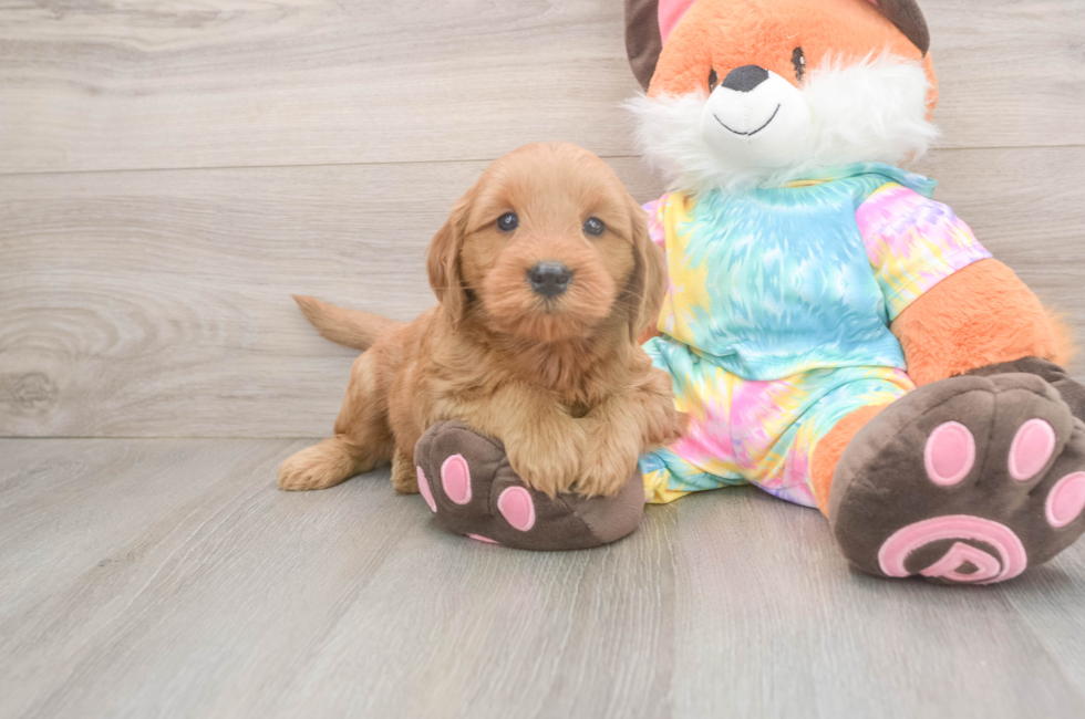 5 week old Mini Goldendoodle Puppy For Sale - Florida Fur Babies