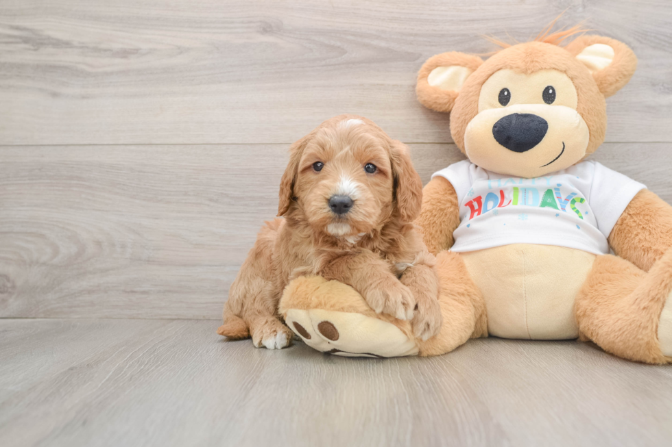 Best Mini Goldendoodle Baby