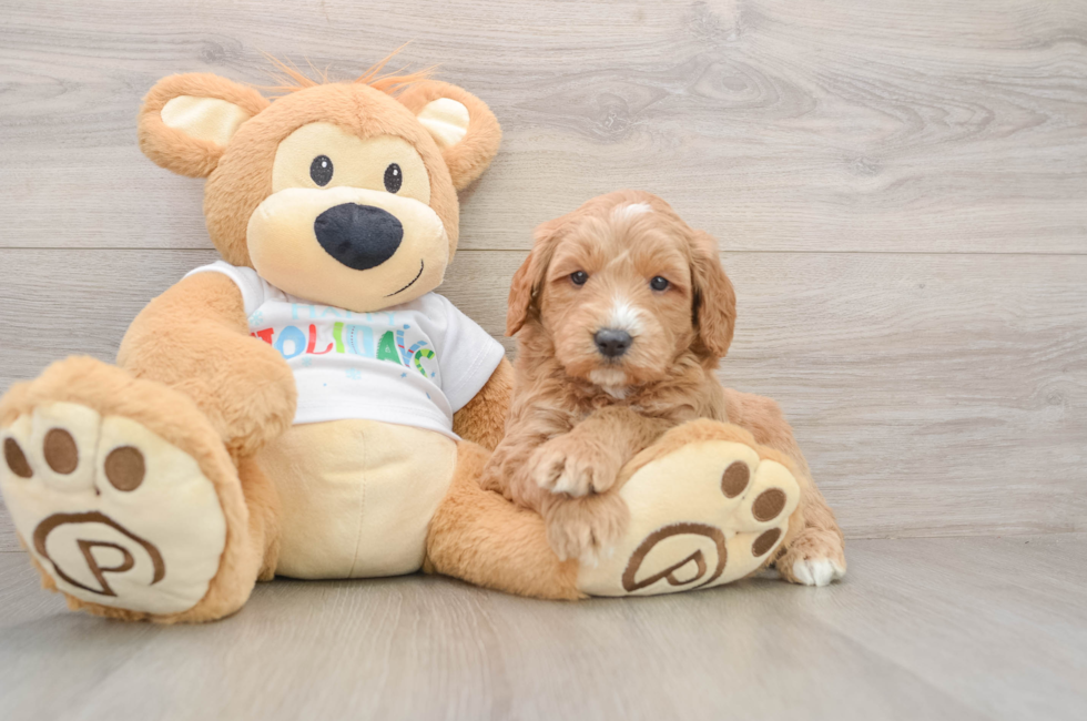 5 week old Mini Goldendoodle Puppy For Sale - Florida Fur Babies