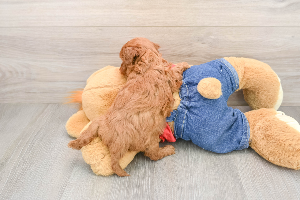 Cute Mini Goldendoodle Baby