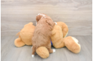 Small Mini Goldendoodle Baby