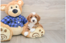 Mini Goldendoodle Pup Being Cute