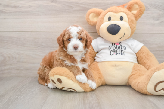 Best Mini Goldendoodle Baby
