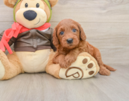 6 week old Mini Goldendoodle Puppy For Sale - Florida Fur Babies