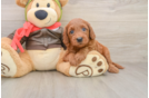 Friendly Mini Goldendoodle Baby