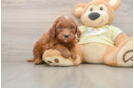 Popular Mini Goldendoodle Poodle Mix Pup