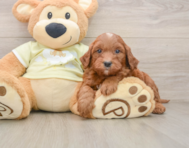 5 week old Mini Goldendoodle Puppy For Sale - Florida Fur Babies