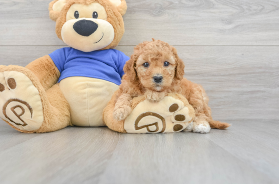 Standard, Toy & Mini: Goldendoodle Difference - Premier Pups - Premier Pups