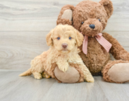 8 week old Mini Goldendoodle Puppy For Sale - Florida Fur Babies