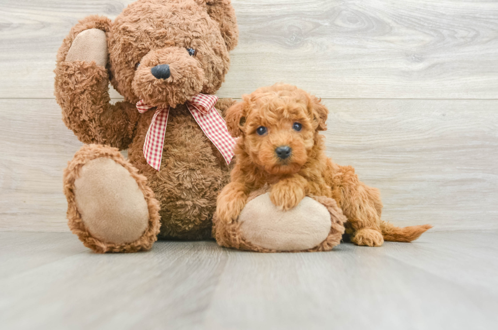 6 week old Mini Goldendoodle Puppy For Sale - Florida Fur Babies