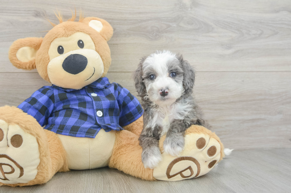 5 week old Mini Goldendoodle Puppy For Sale - Florida Fur Babies