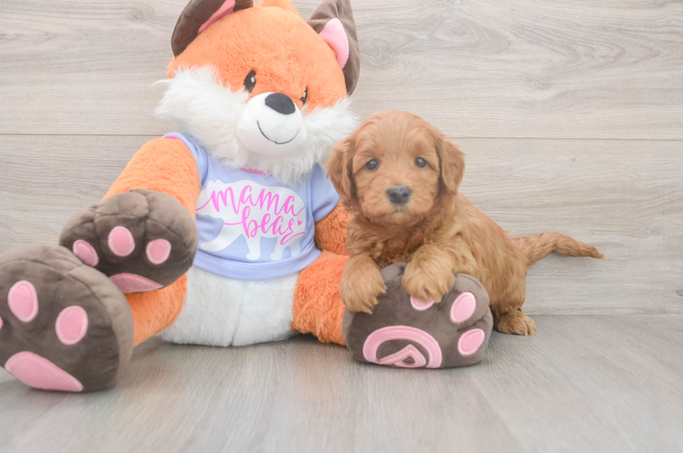 5 week old Mini Goldendoodle Puppy For Sale - Florida Fur Babies