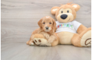 Mini Goldendoodle Puppy for Adoption