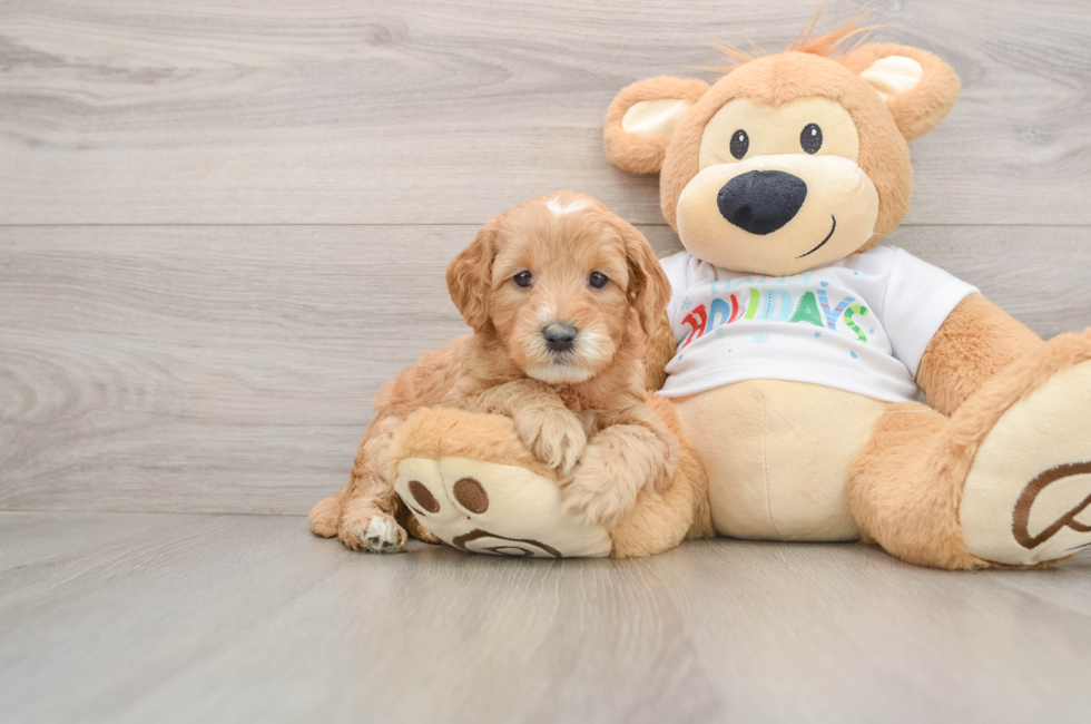 5 week old Mini Goldendoodle Puppy For Sale - Florida Fur Babies