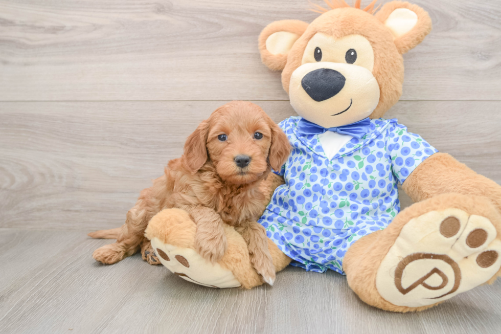 Fluffy Mini Goldendoodle Poodle Mix Pup