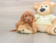 6 week old Mini Goldendoodle Puppy For Sale - Florida Fur Babies