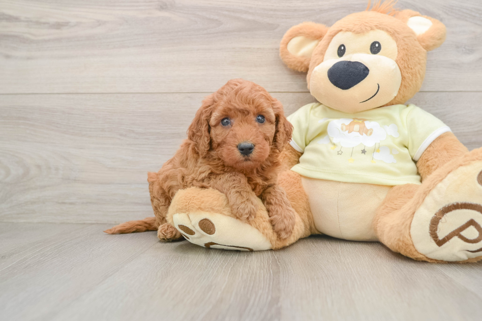 Funny Mini Goldendoodle Poodle Mix Pup