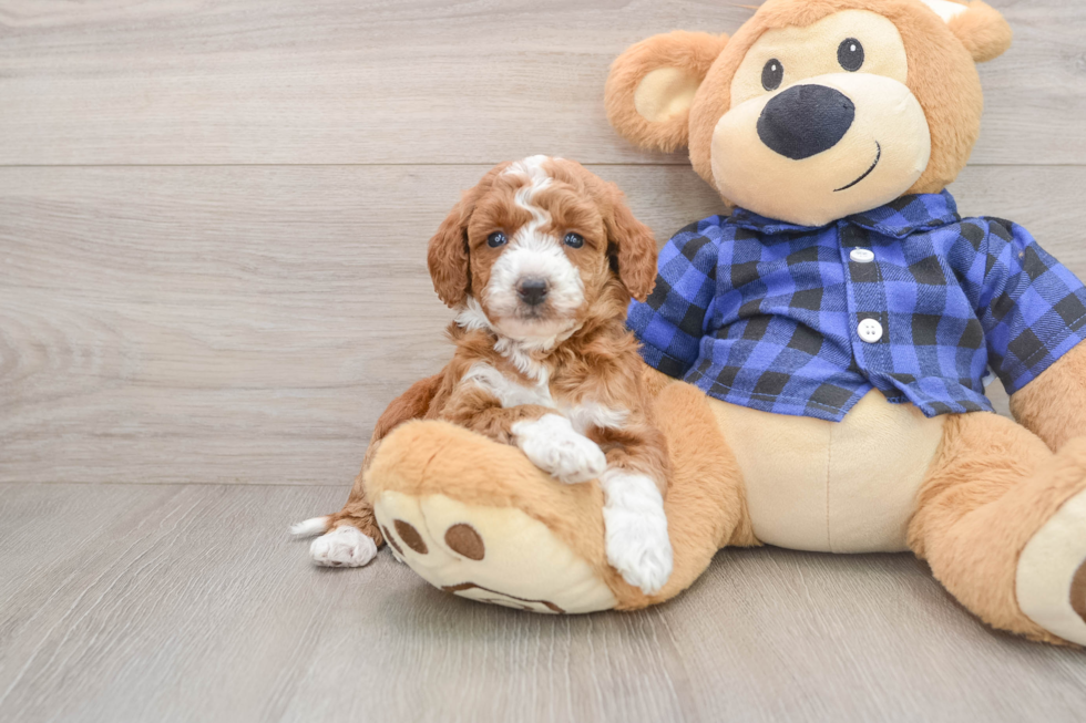 Funny Mini Goldendoodle Poodle Mix Pup