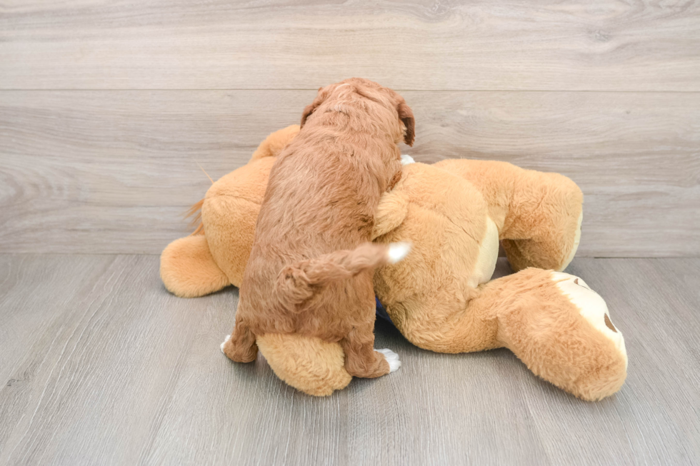Mini Goldendoodle Pup Being Cute