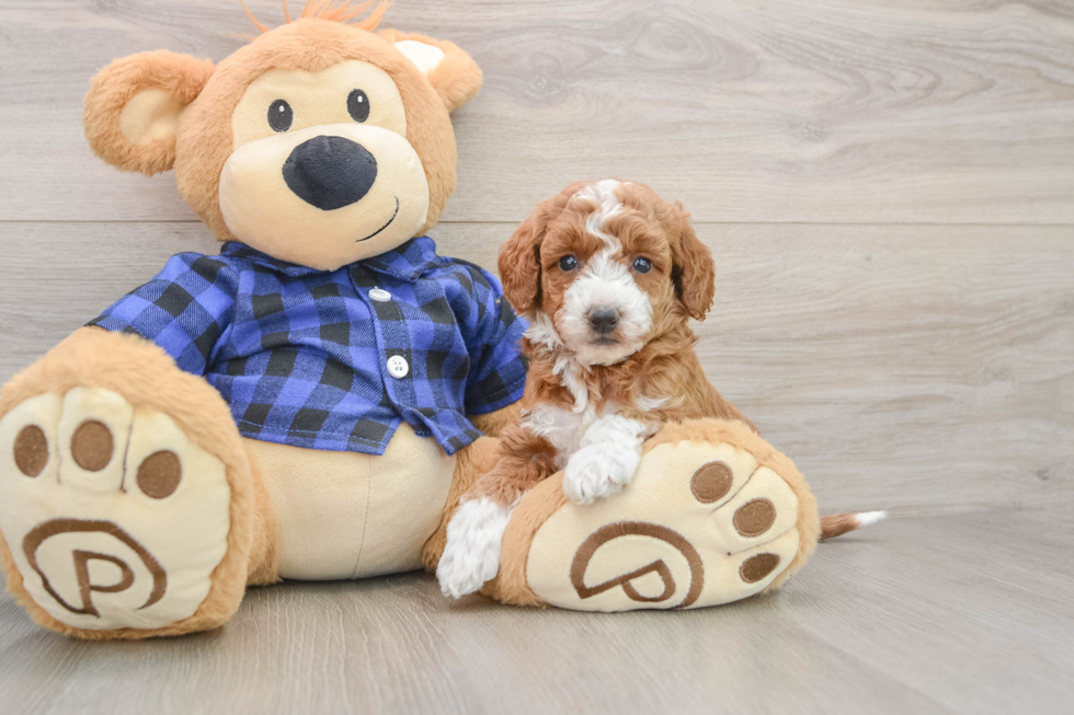 Friendly Mini Goldendoodle Baby