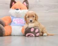 6 week old Mini Goldendoodle Puppy For Sale - Florida Fur Babies